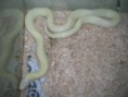 /album/king-snake/a013-%288%29-%ce%b1%ce%bd%cf%84%ce%af%ce%b3%cf%81%ce%b1%cf%86%ce%bf-jpg/